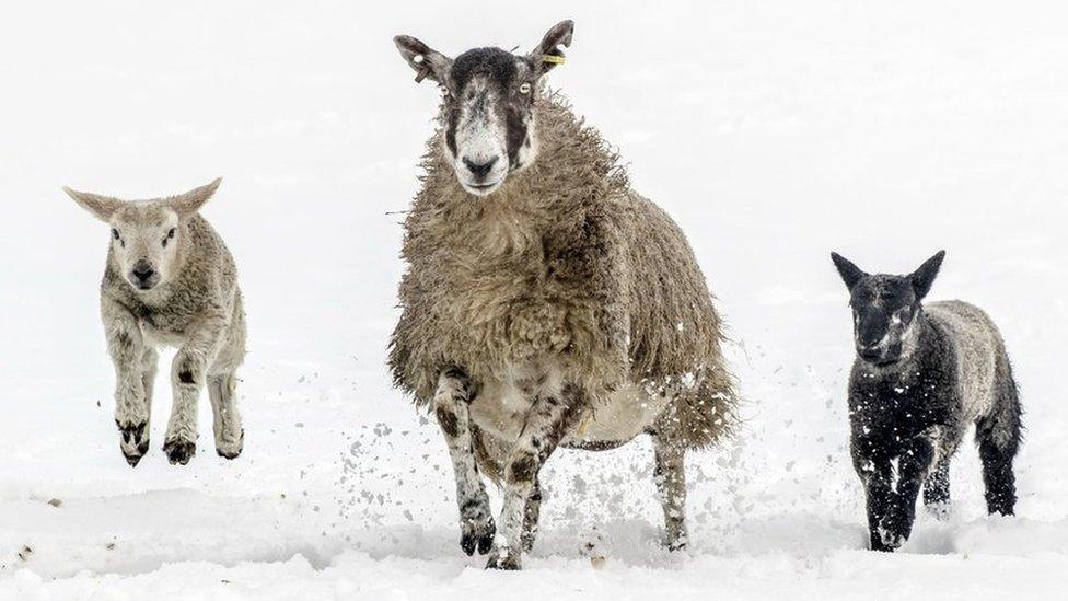 Sheep and lambs trot through the snow