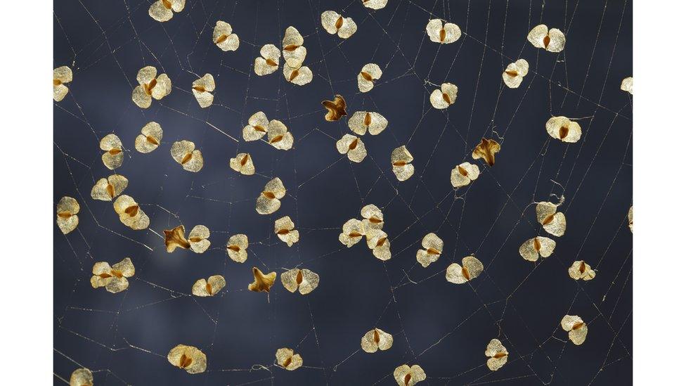 Silver birch and garden spider web, Norfolk, England