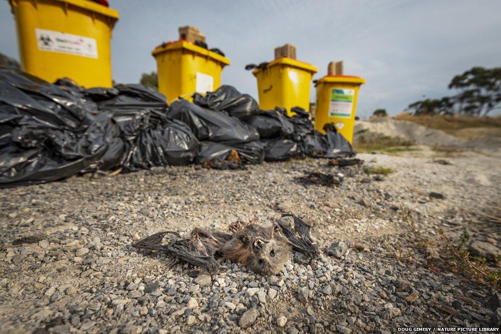 Recovered Grey-headed flying fox carcases collected during the heat-stress at event.