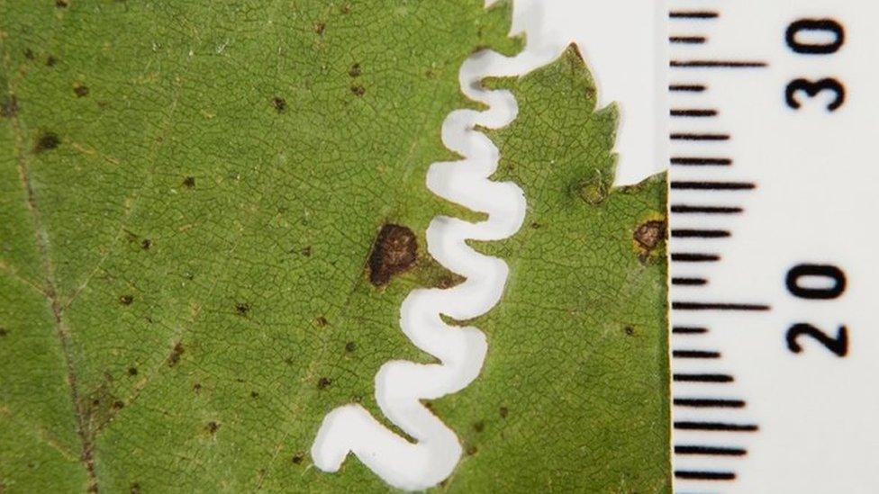 Image showing the squiggly line the caterpillar has left on a leaf as he had eaten a section from the middle