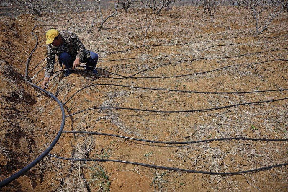 In this 6 April 2016 photo, a farmer sets up water pipes for trickle irrigation at a cherry garden in Yantai in east China's Shandong province