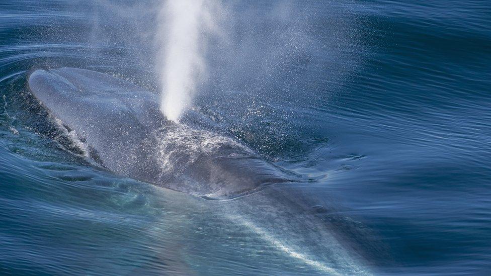 Whale, breathing in its blowhole