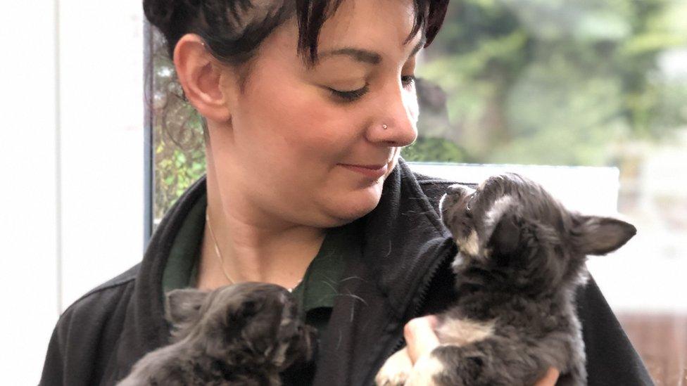 A charity worker with two dogs