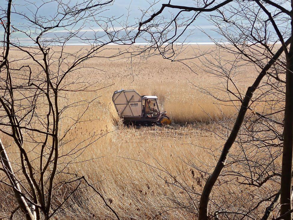 A reed cutting machine being driven through a huge area of reeds is viewed the the bare branches of some trees