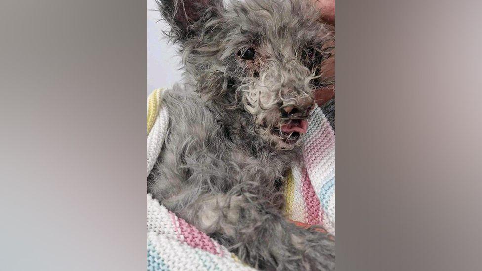 Lottie the 14 year old deaf dog with four teeth