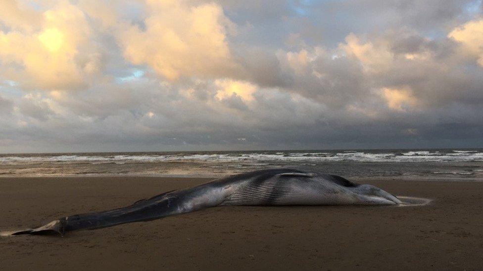 Fin whale