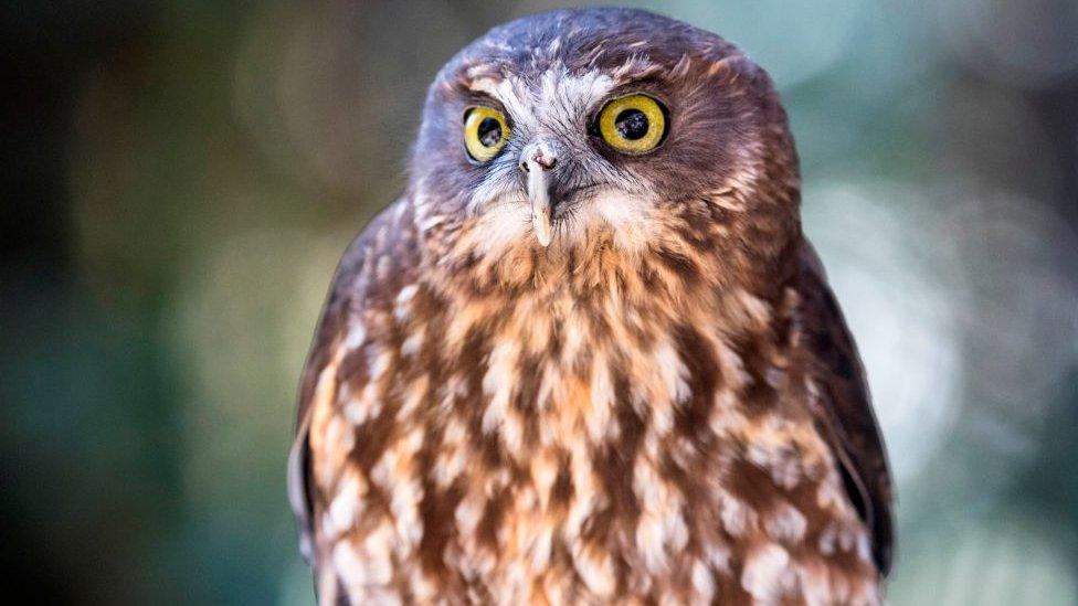 Ruru Morepork