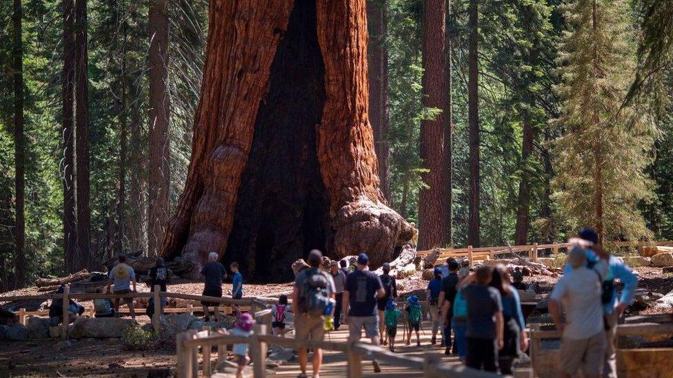 Tourists look at the Grizzly Giant sequoia