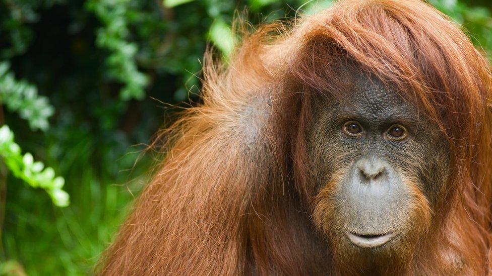 Sumatran-orangutan.