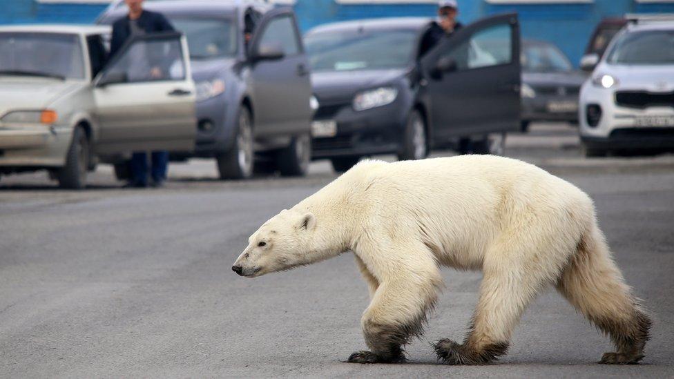 polar-bear-walks-in-the-city-of-norilsk