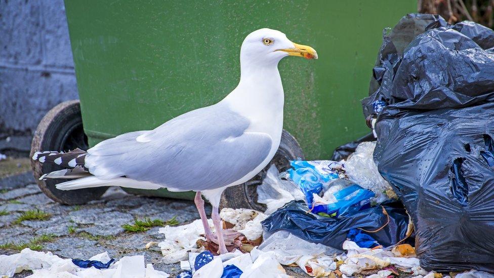 Herring gull