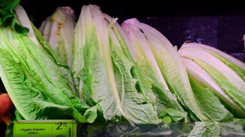 Romaine lettuce