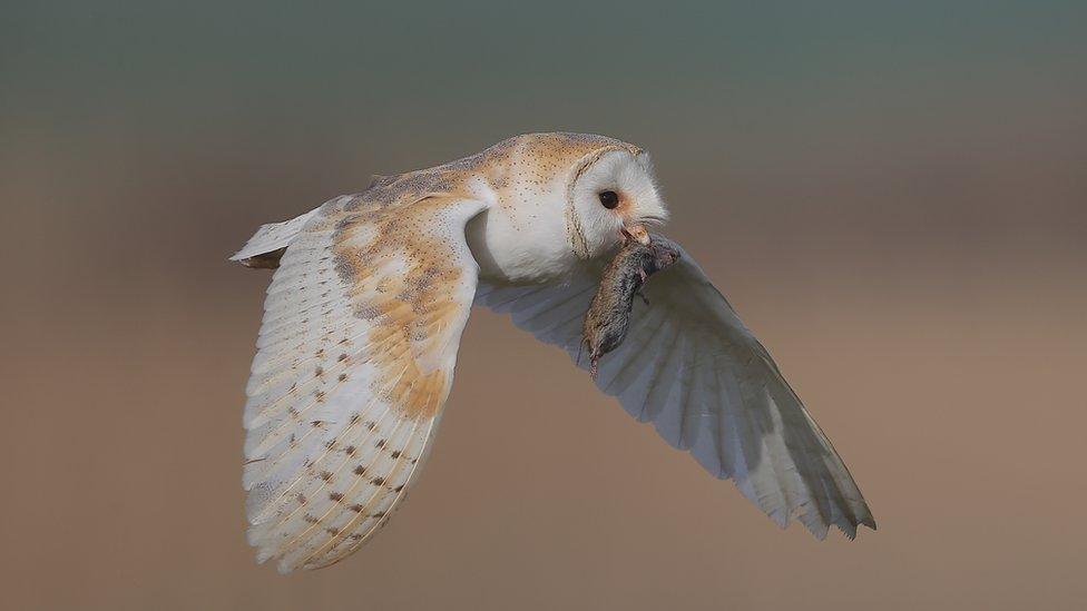 Barn Owl with Prey by Neil Schofield