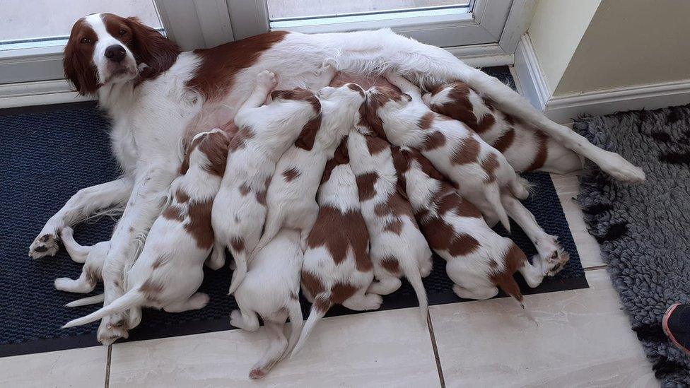 Irish Red and White Setter puppies