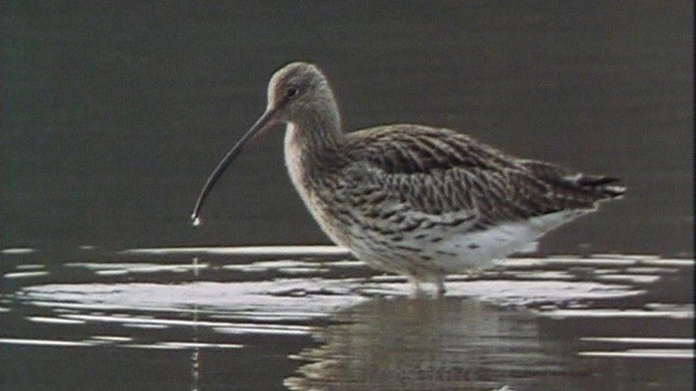 The curlew