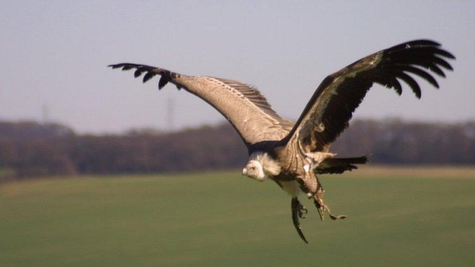 Harold is not a fan of heights, but he does stretch his wings occasionally