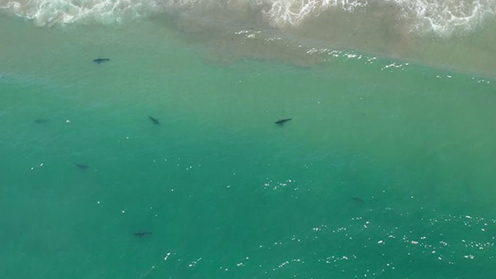 Drone of sharks near the shore