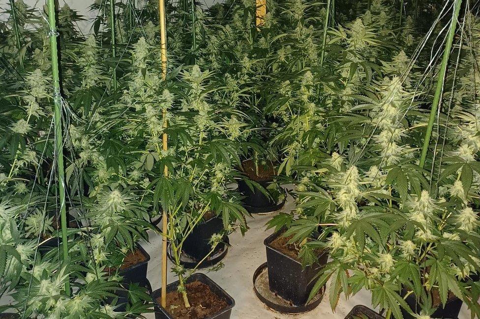 Cannabis plants