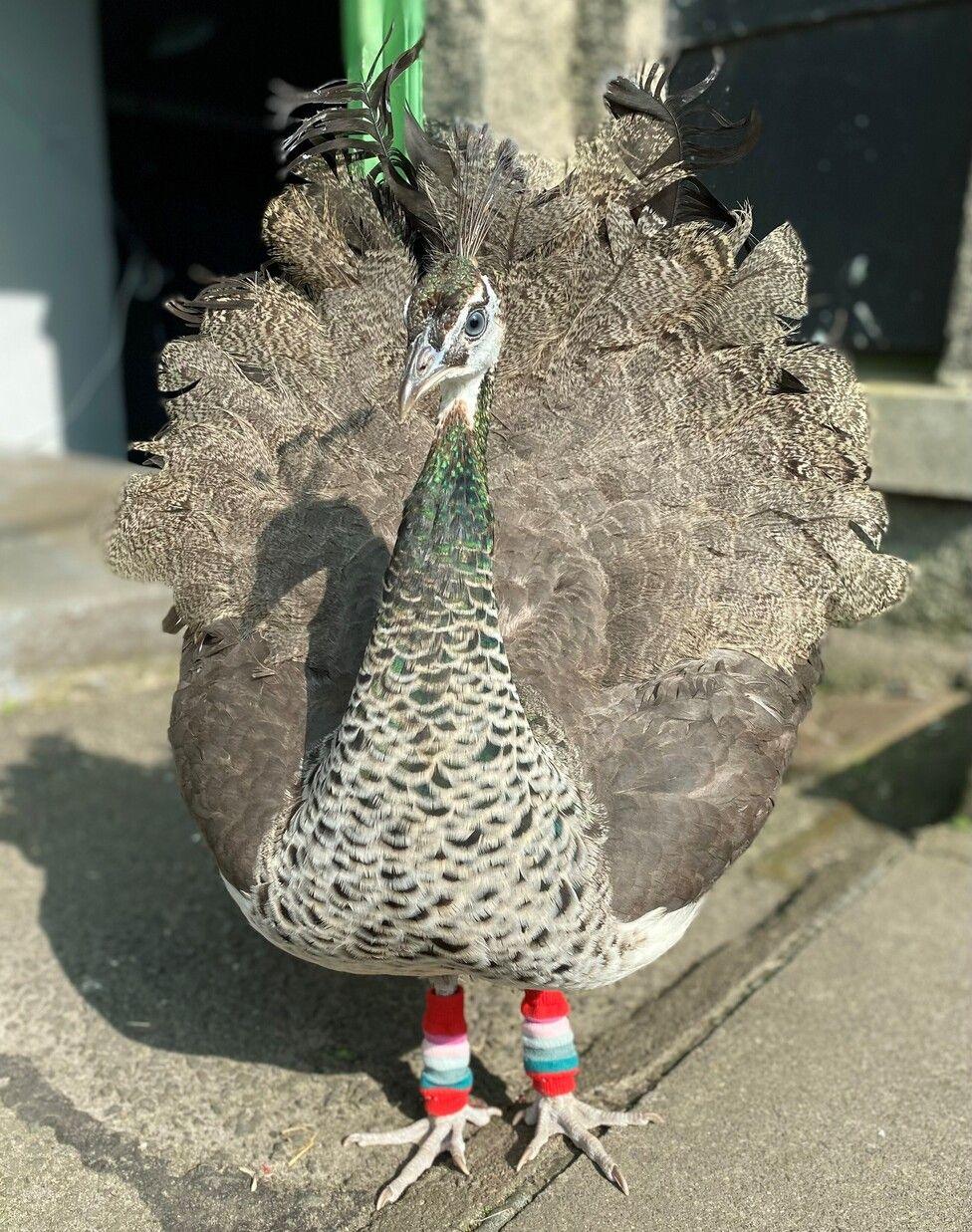 charlie disabled peacock