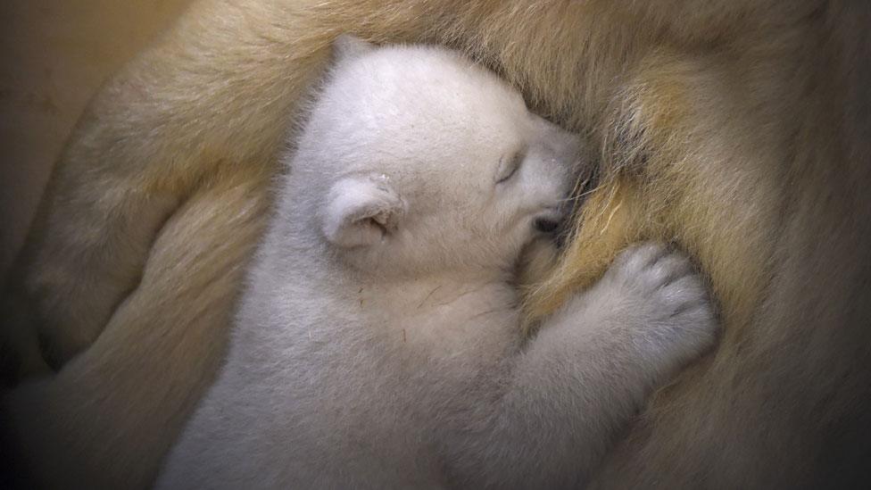 Polar bear cub