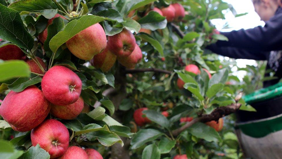 An apple picker gathers Gala apples in an orchard