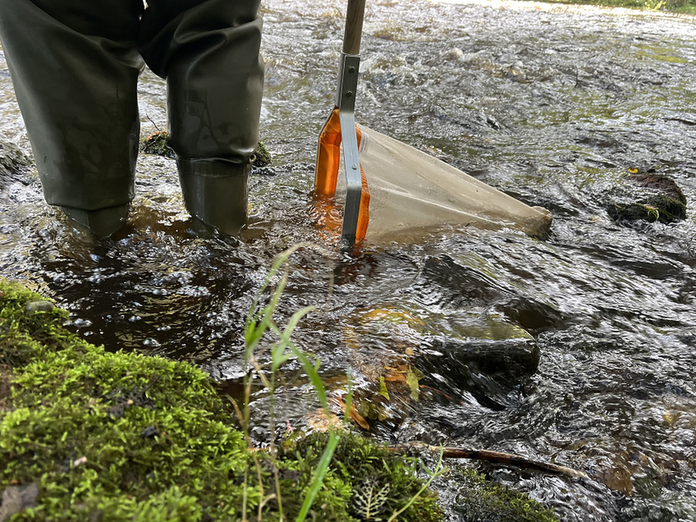 Mayfly samples being collected on the River Leader