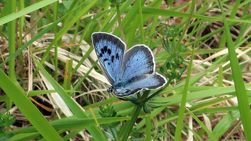 Large Blue Butterfly