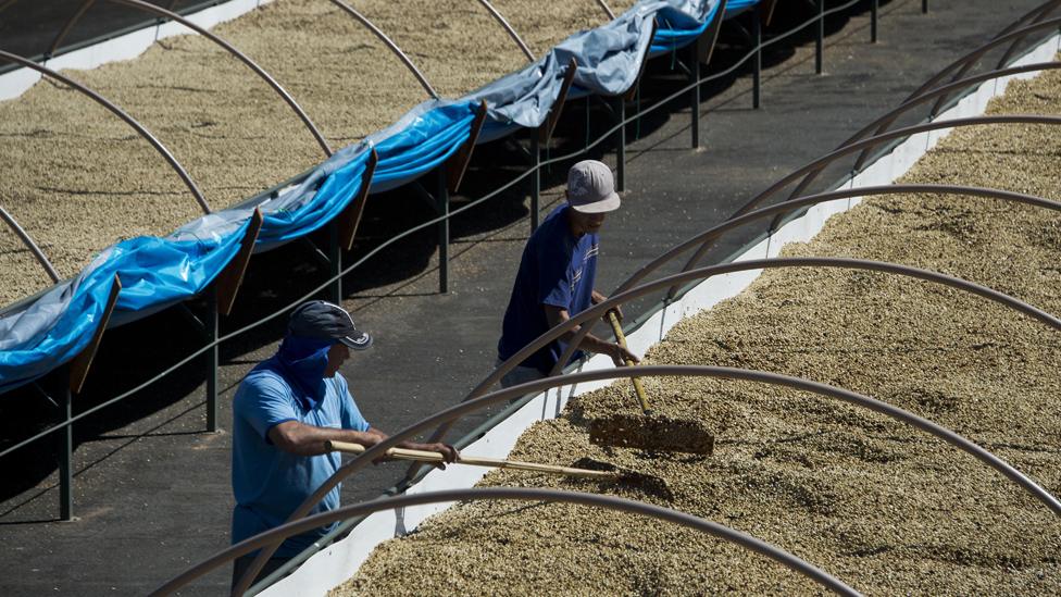 Workers drying coffee beans at a farm in Sao Paulo state