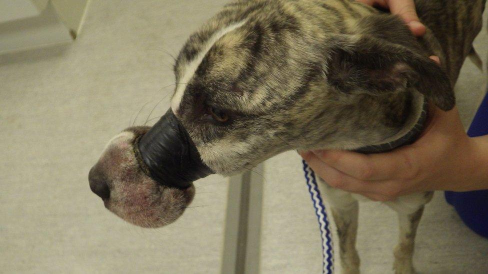 Great Coxwell dog found with mouth taped shut is re homed by vet BBC News