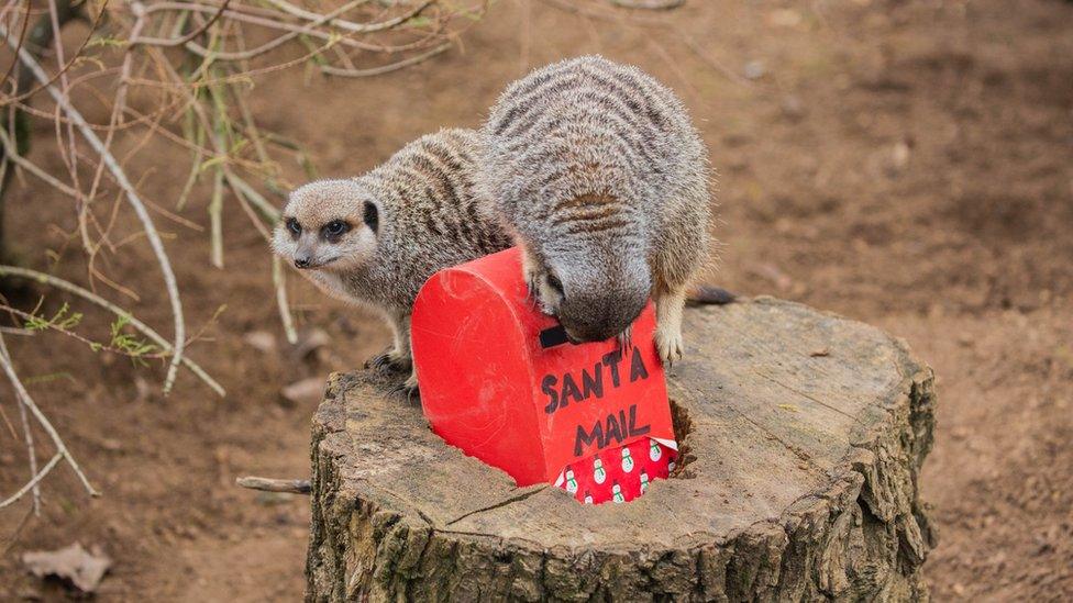 Meerkats sat on a red Santa box