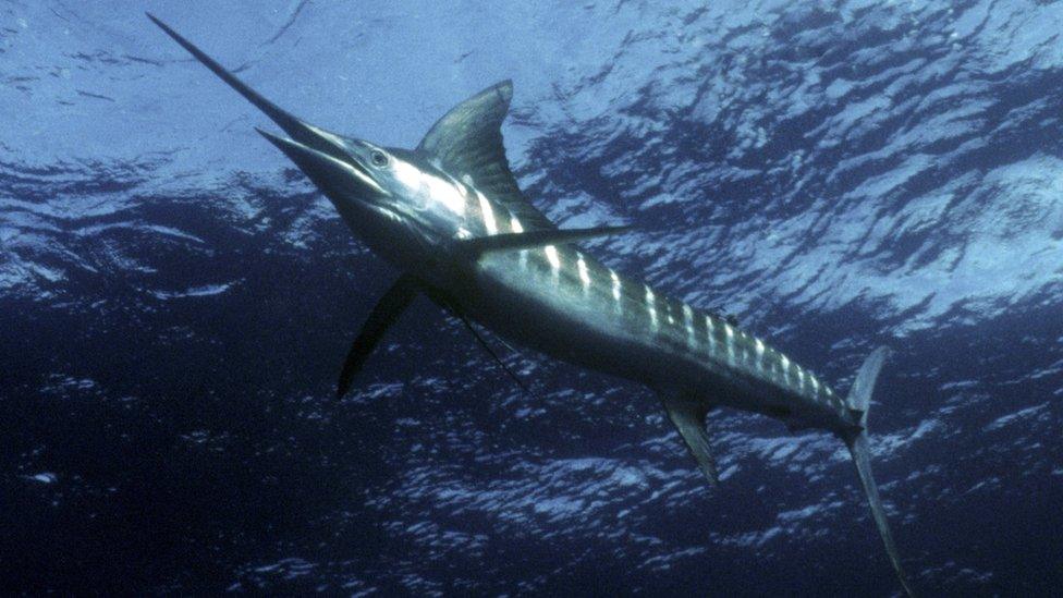 A marlin