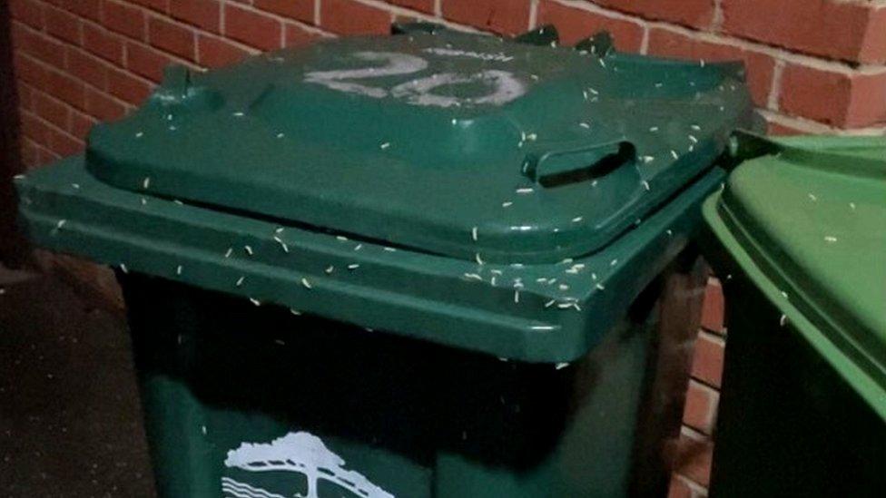 Maggots on a bin