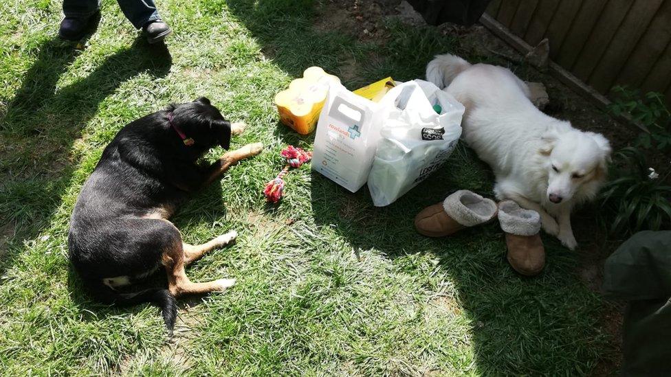 Dogs in garden