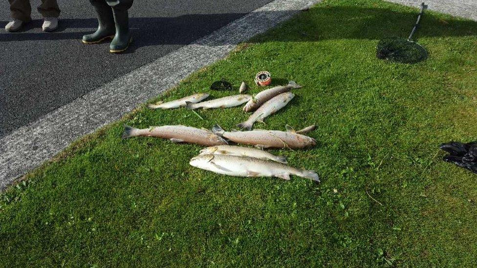 Dead fish at Carrigs River