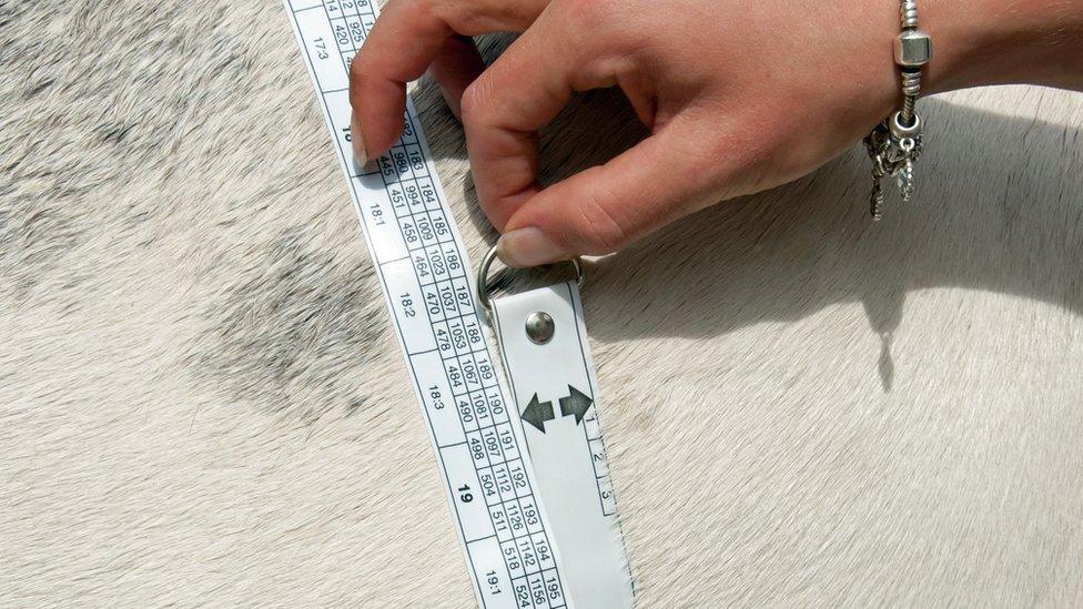 Person measuring horse's size