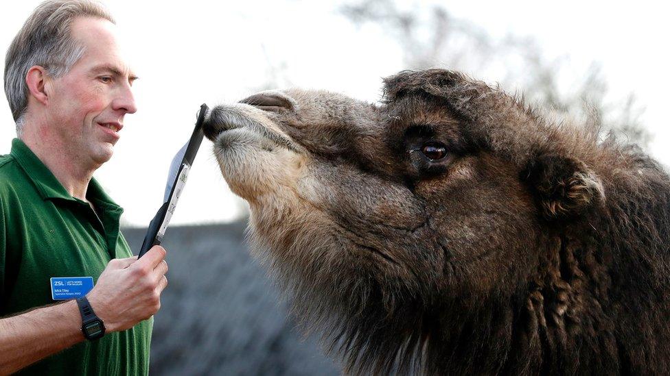 Genghis a Bactrian camel sniffs the clipboard of keeper Mick Tiley during a photo call for the annual stock take at London Zoo