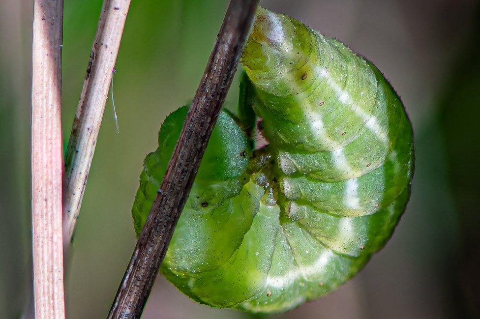 large heath caterpillars at Chester zoo