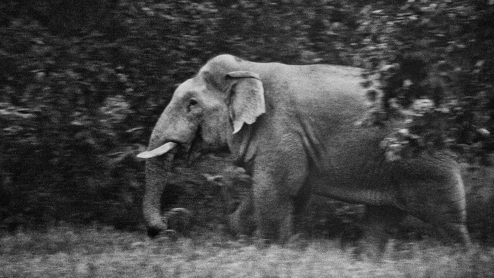 Wild elephant in Chhattisgarh