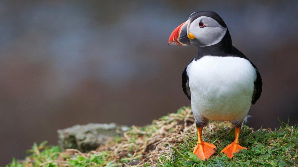 Puffin.