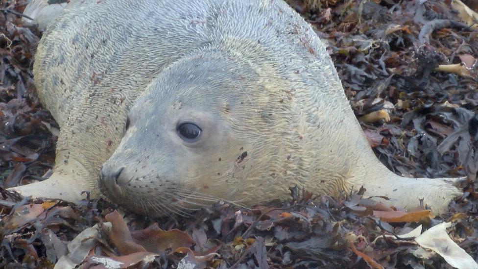 Seal pup