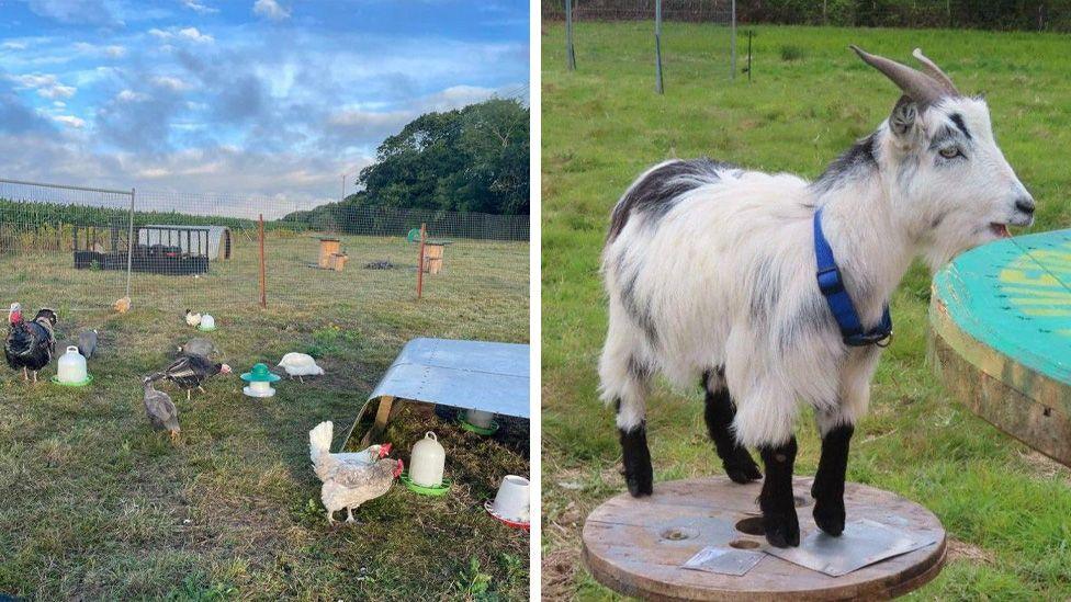 Turkeys, guinea fowl, chickens on the left in a field and Arlo the white goat on the right stood on a wooden stool in the field