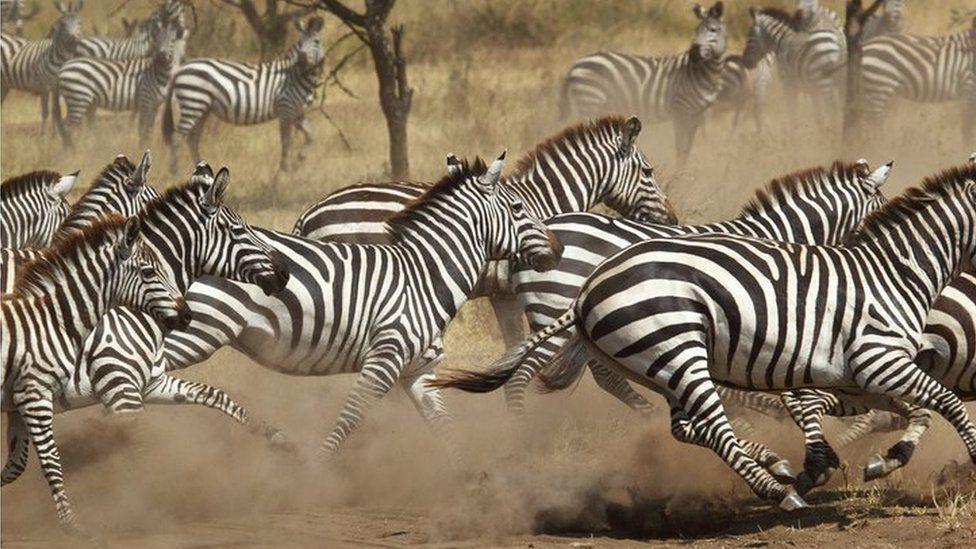 A herd of galloping zebras.