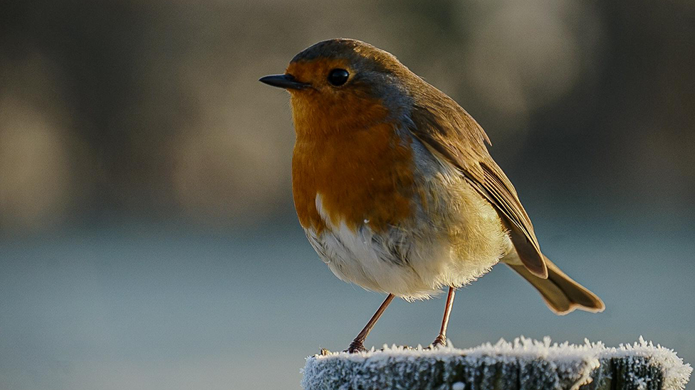 A close-up of a robin standing on a frost covered post. The robin has a red breast with white feathers underneath and brown ones on their back.