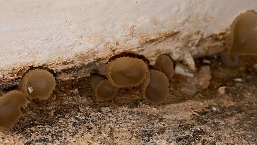 Mushrooms at Shannon Hopley's home