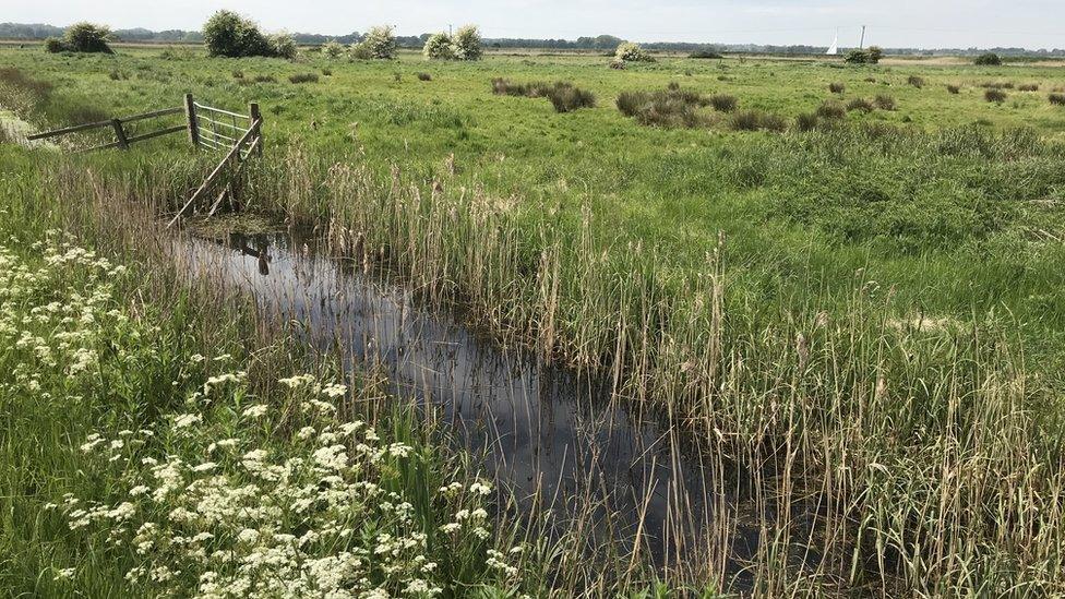 The marsh near where the body was found