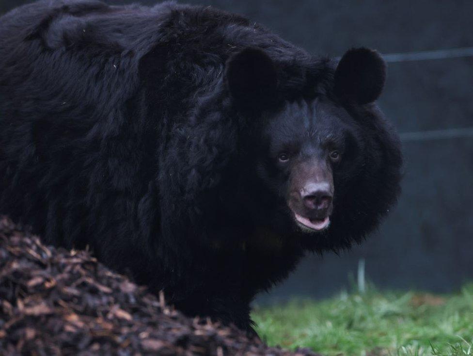 Yampil the black bear