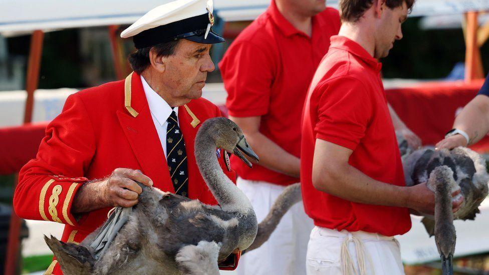 A pair of dark-brown cygnets being held by two swan uppers in their red and white uniforms