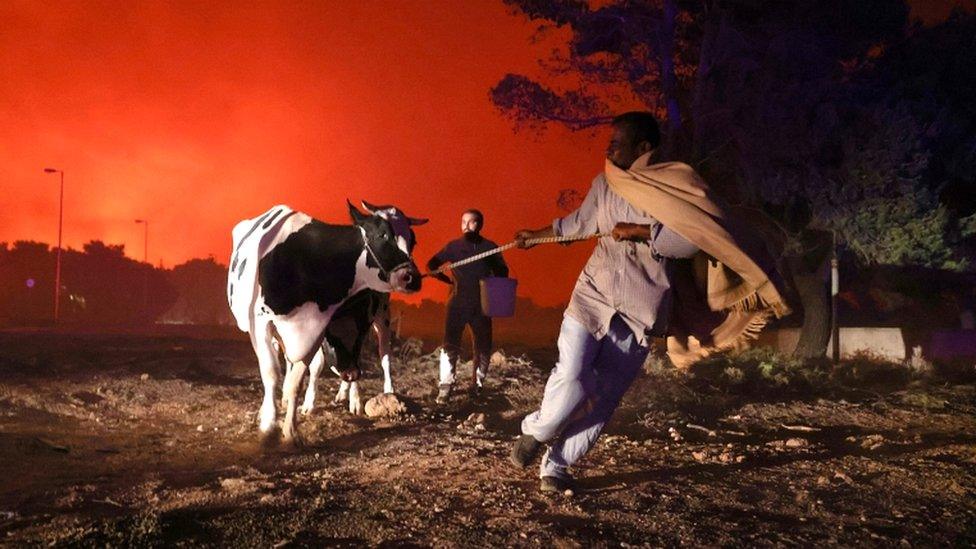 Locals evacuate the area with their animals as a wildfire rages in the suburb of Thrakomakedones, north of Athens, on 7 August 2021