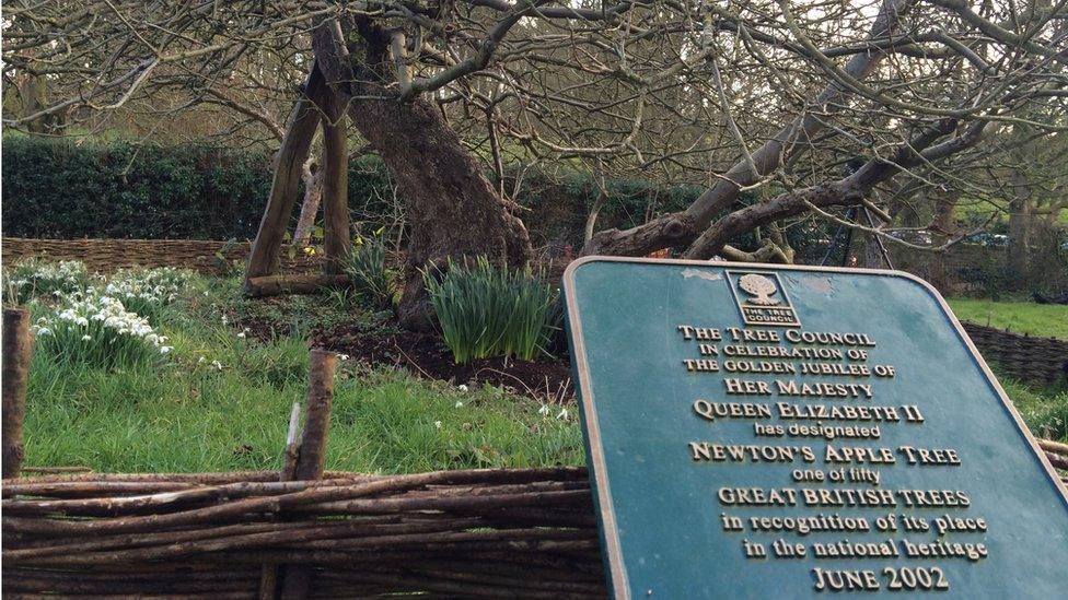 The apple tree at Woolsthorpe Manor is protected by a willow fence