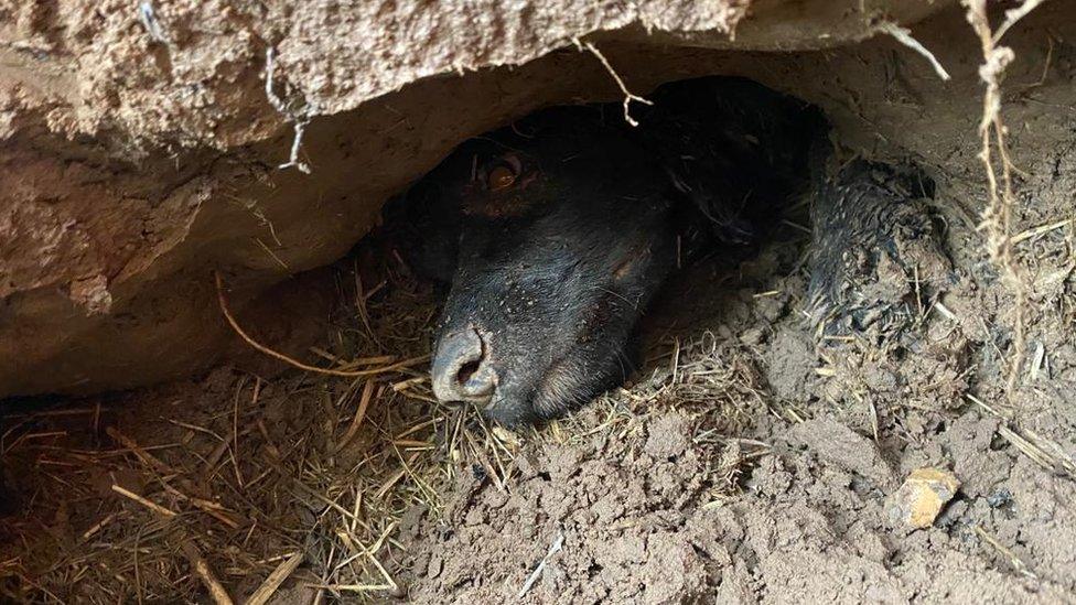 Dog stuck in the mud